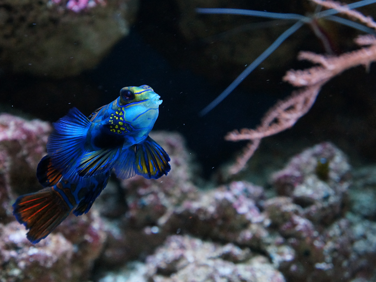 places to buy tropical fish near me